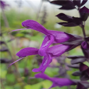 Salvia 'Purple And Bloom'